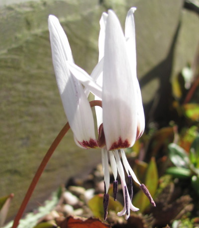 Erythronium dens-canis 'Snowflake' 